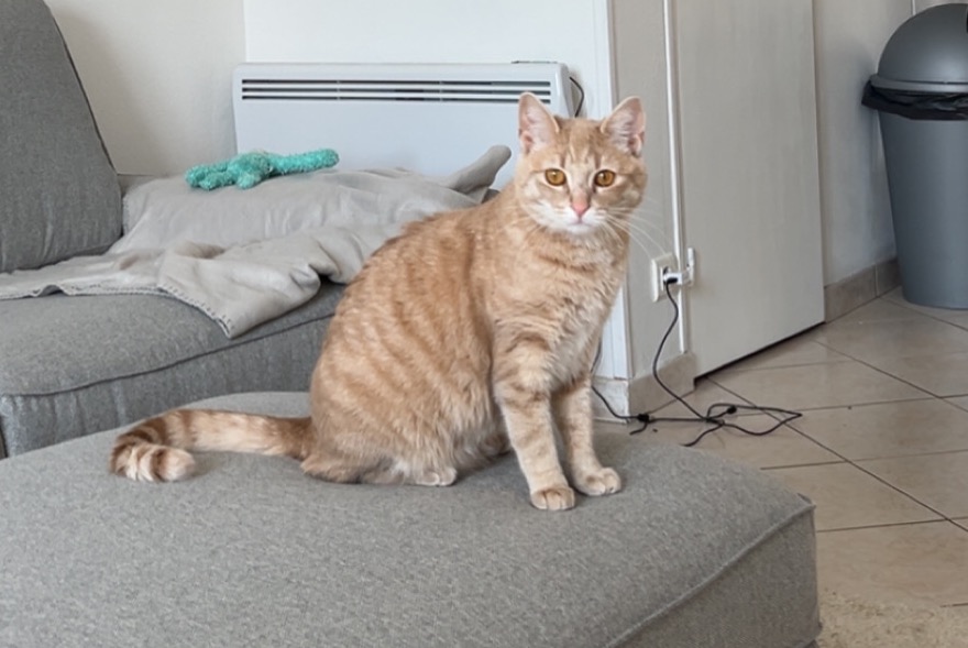 Alerte Disparition Chat croisement  Femelle , 1 ans Souzy-la-Briche France