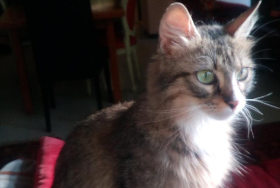 Avviso scomparsa Gatto Femmina , 7 anni Reims Francia