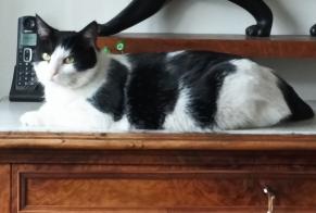 Avviso scomparsa Gatto Maschio , 4 anni Noisy-le-Grand Francia