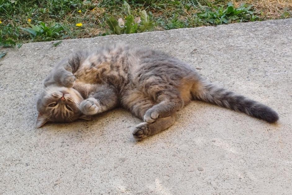 Avviso scomparsa Gatto  Femmina , 3 anni Challex Francia