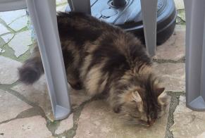 Avviso Ritrovamento Gatto  Non conosciuta Brunoy Francia