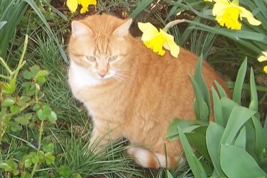 Avviso scomparsa Gatto incrocio di razze  Maschio , 6 anni Marcilly-la-Campagne Francia