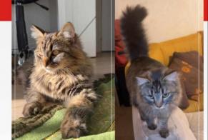 Avviso scomparsa Gatto  Femmina , 1 anni Triel-sur-Seine Francia
