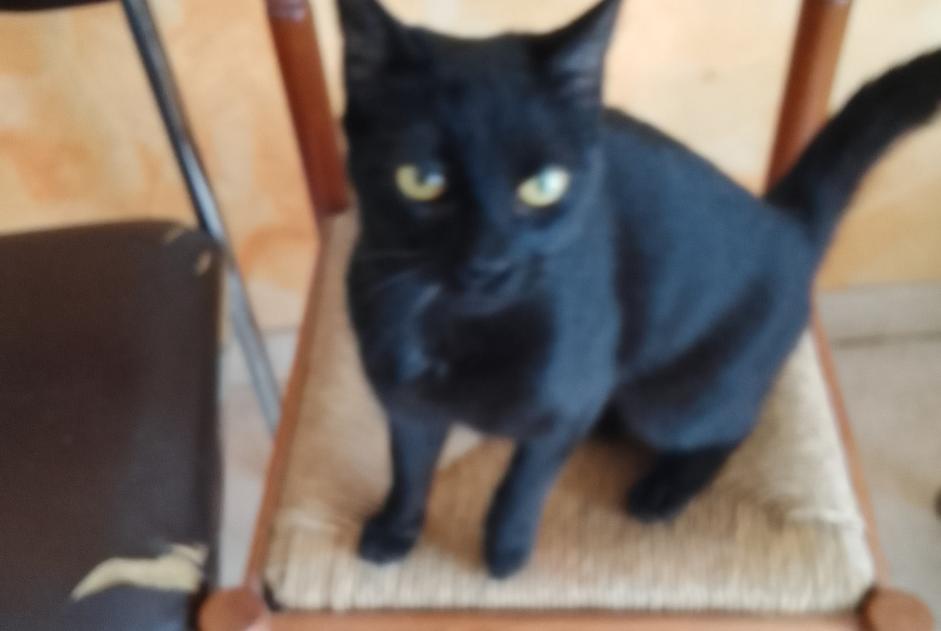 Avviso Ritrovamento Gatto Femmina Tours Francia