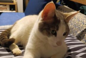 Avviso Ritrovamento Gatto Femmina Servon-sur-Vilaine Francia