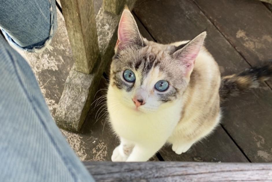 Avviso scomparsa Gatto Femmina , 1 anni Toulouse Francia