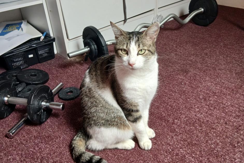 Avviso Ritrovamento Gatto incrocio di razze  Maschio Thonon-les-Bains Francia
