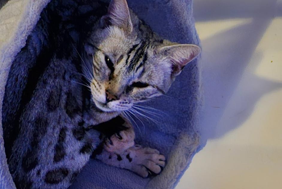 Avviso scomparsa Gatto  Femmina , 7 anni Champs-sur-Yonne Francia