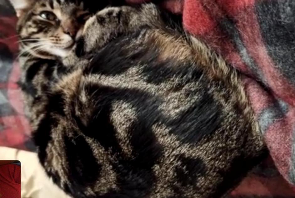 Avviso scomparsa Gatto Maschio , 3 anni Couddes Francia