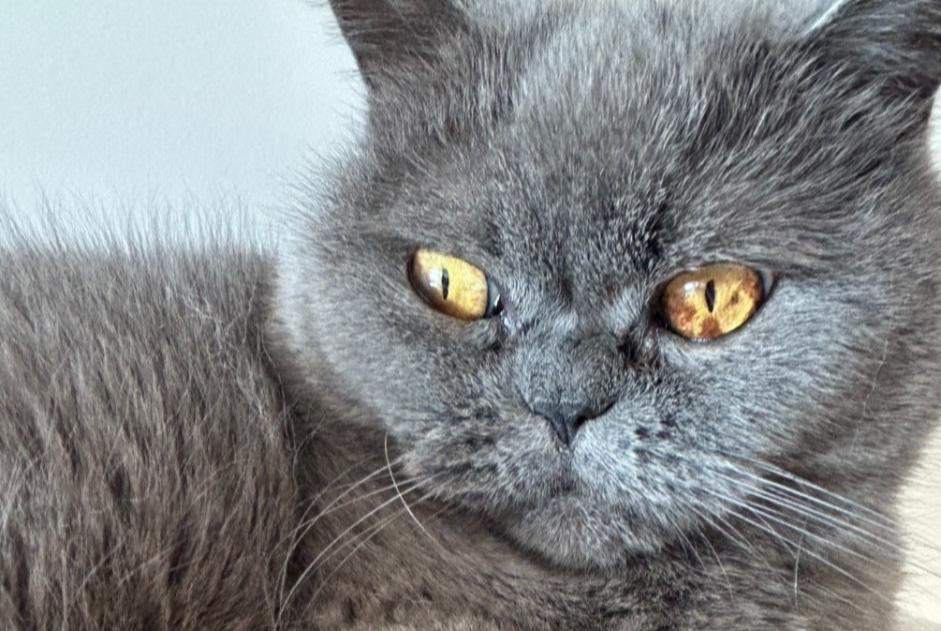 Avviso scomparsa Gatto  Maschio , 8 anni Saint-Germain-en-Laye Francia