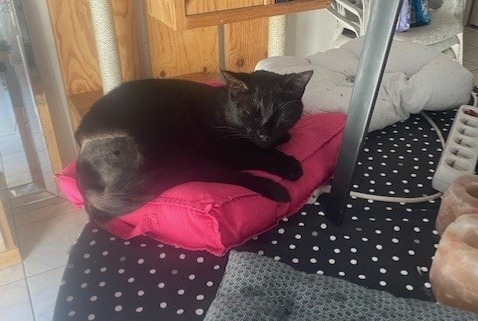 Avviso scomparsa Gatto Maschio , 2 anni Corcoué-sur-Logne Francia