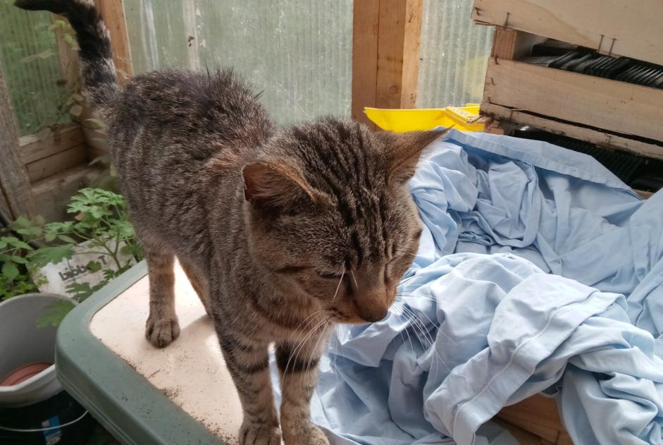 Avviso Ritrovamento Gatto Non conosciuta Ossages Francia