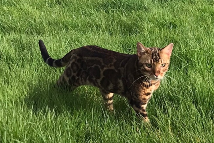 Avviso scomparsa Gatto  Maschio , 2 anni Saint-Florent Francia