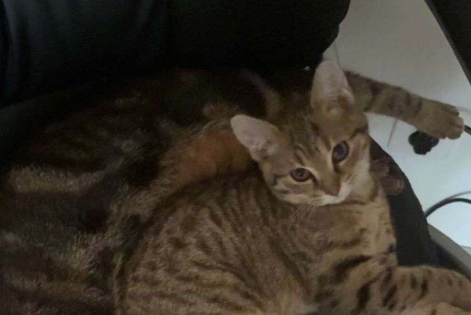 Avviso scomparsa Gatto  Femmina , 1 anni Montcaret Francia