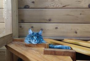 Avviso scomparsa Gatto  Maschio , 3 anni Pertuis Francia