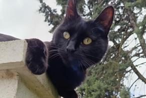 Avviso scomparsa Gatto Maschio , 5 anni Tinqueux Francia