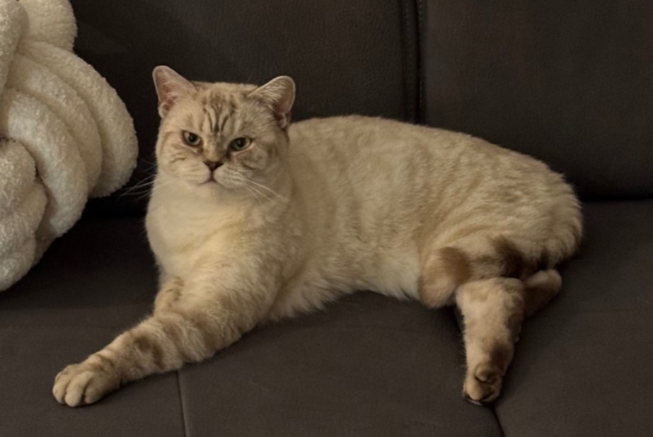 Avviso scomparsa Gatto  Maschio , 3 anni Pfastatt Francia