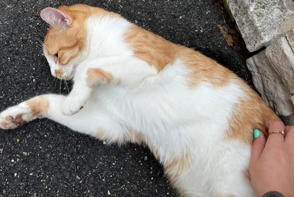 Avviso scomparsa Gatto Maschio , 3 anni Wissous Francia