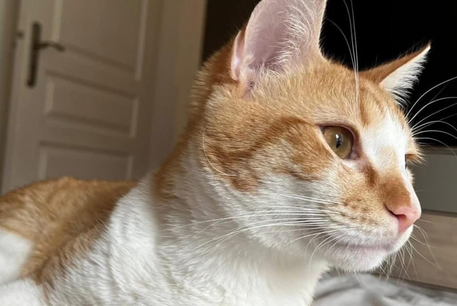Avviso scomparsa Gatto Maschio , 3 anni Wissous Francia