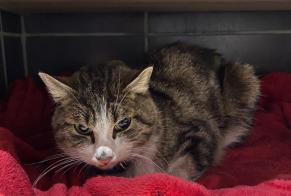 Avviso Ritrovamento Gatto Maschio , 2 anni Dole Francia