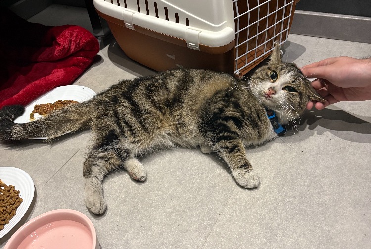 Avviso Ritrovamento Gatto Maschio , 2 anni Dole Francia