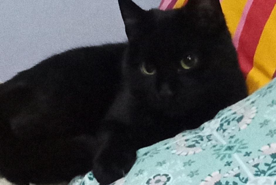Avviso Ritrovamento Gatto incrocio di razze  Femmina Saint-Maurice Francia