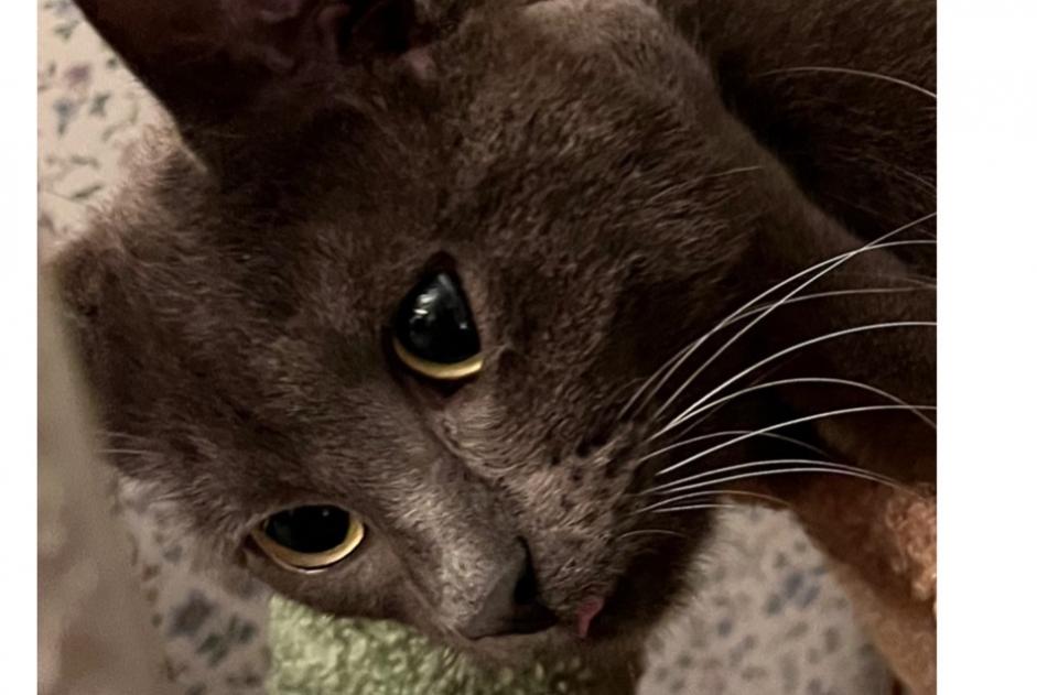 Avviso scomparsa Gatto  Maschio , 1 anni Le Chesnay-Rocquencourt Francia