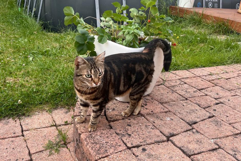 Avviso Ritrovamento Gatto Maschio Livry-Gargan Francia