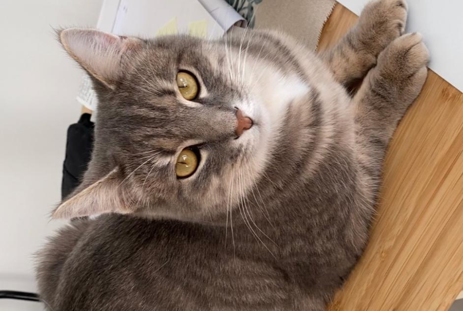 Avviso scomparsa Gatto Maschio , 4 anni Berru Francia