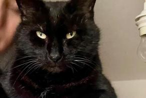 Avviso scomparsa Gatto incrocio di razze  Maschio , 10 anni Mirabel Francia