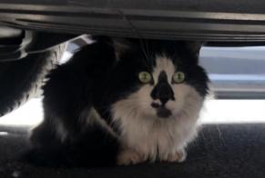 Avviso Ritrovamento Gatto Non conosciuta Lille Francia