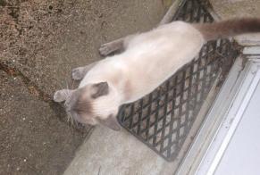 Avviso Ritrovamento Gatto Non conosciuta Férel Francia