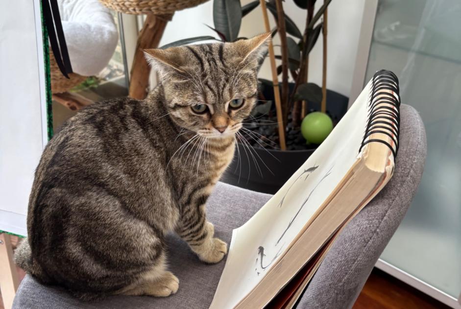 Avviso scomparsa Gatto  Femmina , 1 anni Tours Francia