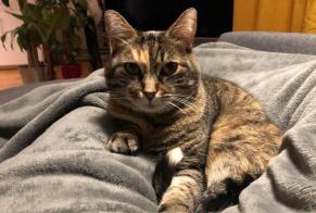 Avviso scomparsa Gatto  Femmina , 13 anni Maisons-Alfort Francia