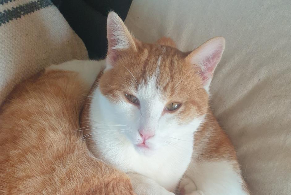 Avviso scomparsa Gatto Maschio , 1 anni Châtillon-sur-Chalaronne Francia