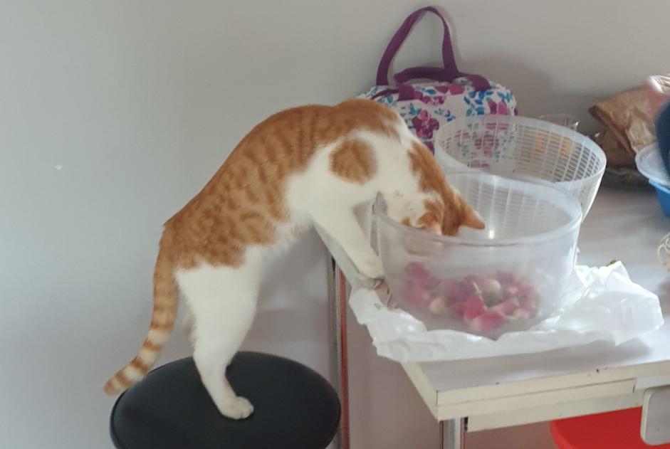 Avviso scomparsa Gatto Maschio , 1 anni Châtillon-sur-Chalaronne Francia