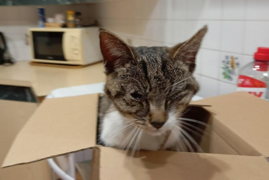 Avviso Ritrovamento Gatto incrocio di razze  Non conosciuta L'Isle-d'Espagnac Francia