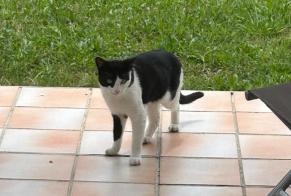 Avviso Ritrovamento Gatto Non conosciuta Colomiers Francia