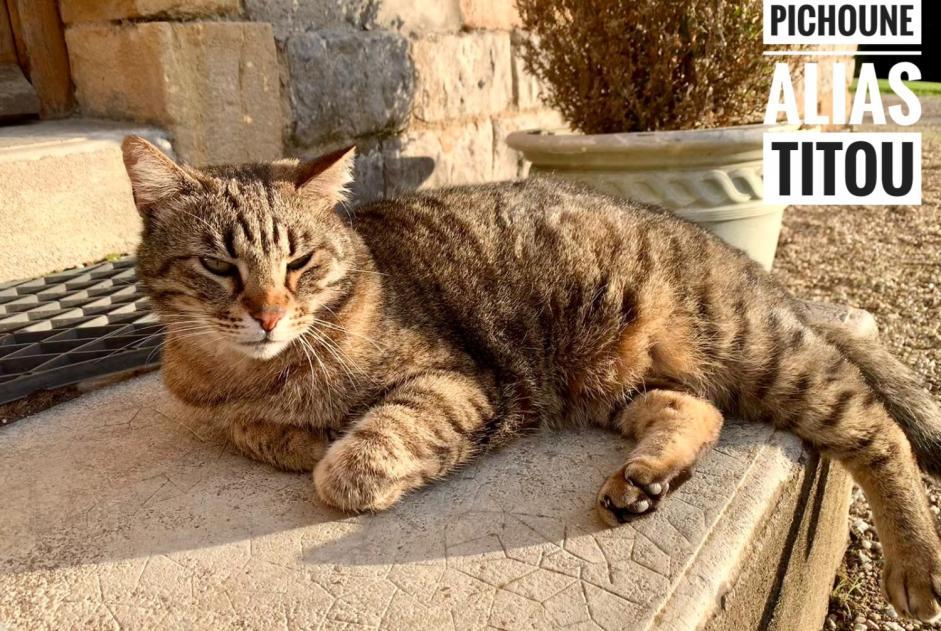 Avviso scomparsa Gatto  Maschio , 11 anni Le Bouchaud Francia