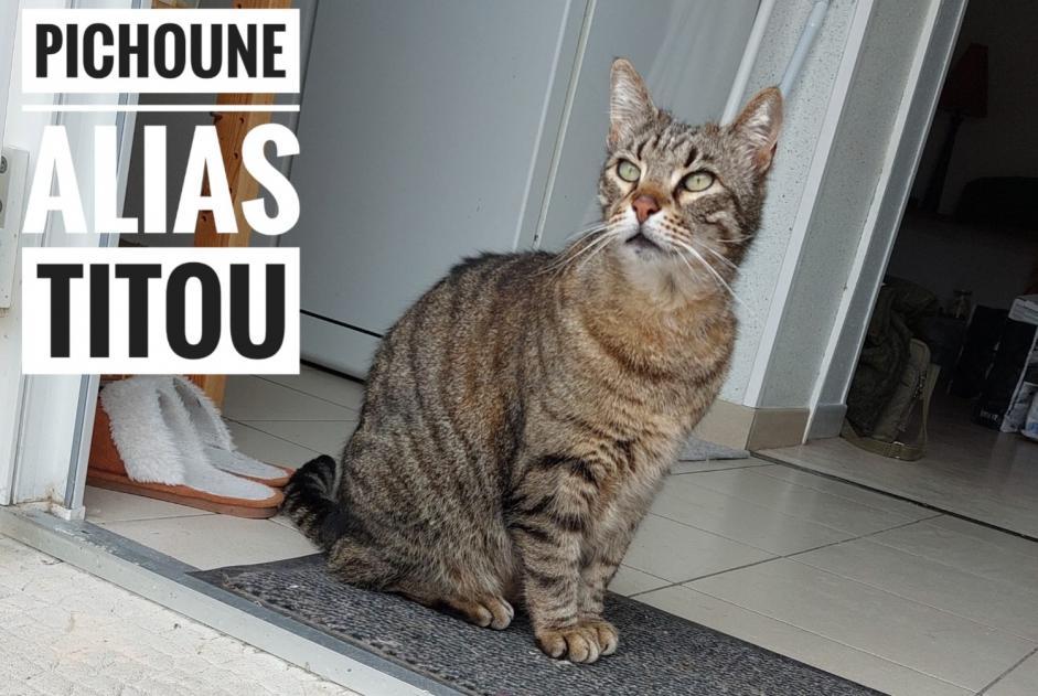 Avviso scomparsa Gatto  Maschio , 11 anni Le Bouchaud Francia