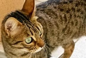 Avviso scomparsa Gatto Femmina , 5 anni Gardanne Francia
