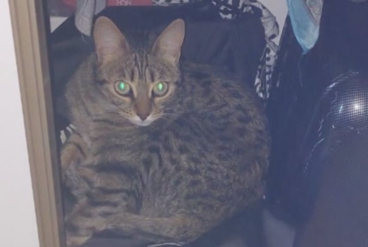 Avviso scomparsa Gatto Femmina , 5 anni Gardanne Francia