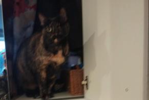 Avviso scomparsa Gatto incrocio di razze  Femmina , 9 anni Marseille Francia