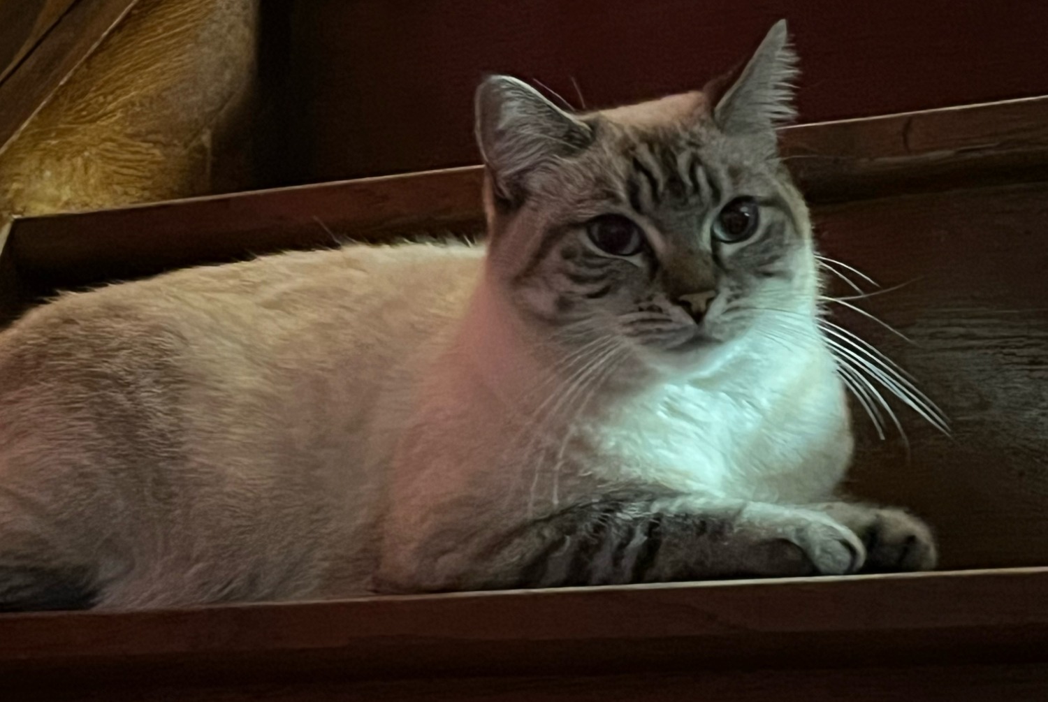 Avviso scomparsa Gatto Femmina , 4 anni Vauréal Francia