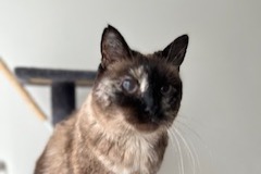 Avviso scomparsa Gatto Femmina , 9 anni Carrières-sur-Seine Francia