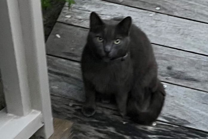 Avviso Ritrovamento Gatto Non conosciuta Lège-Cap-Ferret Francia