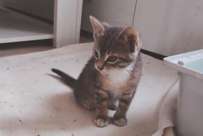 Avviso Ritrovamento Gatto Non conosciuta Porcheville Francia