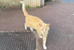 Avviso Ritrovamento Gatto Non conosciuta Le Pecq Francia