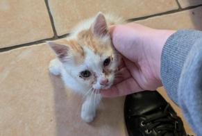Avviso Ritrovamento Gatto Non conosciuta Saint-Mars-la-Brière Francia