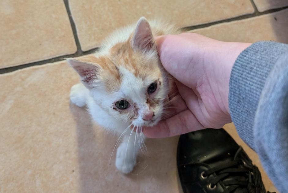 Avviso Ritrovamento Gatto Non conosciuta Saint-Mars-la-Brière Francia